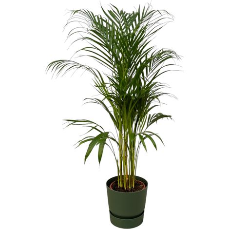 Palmier Areca Plante d'Intérieur avec Pot Round Vert - Hauteur 110 cm - PANGIVO