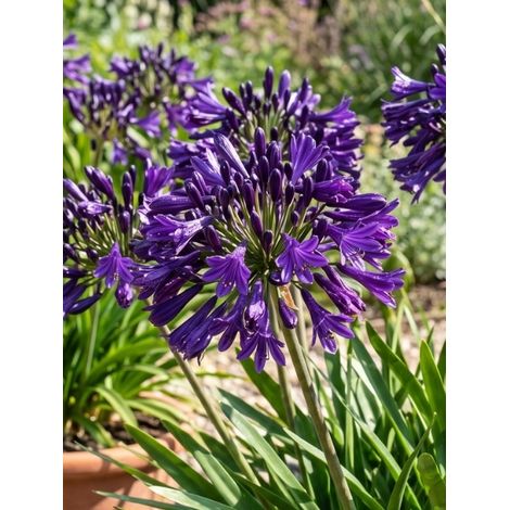 Agapanthe 'Pitchoune Violet' Pot de 3L/4L (1/2)