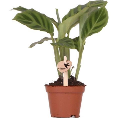 Plante Verte d'Intérieur Calathea Dépolluante aux Feuilles Graphiques Pot Ø 6 cm - PANGIVO (1/4)