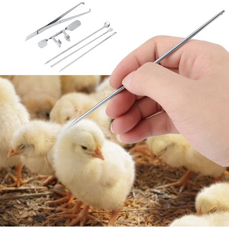 Kit d'outillage et d'équipement d'élevage en acier au carbone pour poulets, coqs et chapons (1/5)