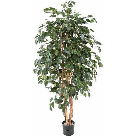 Ficus Exotique Artificiel multitroncs naturels en pot H 180 cm Vert - dimhaut: H 180 cm - couleur: Vert