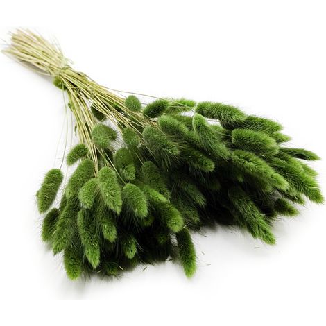 Getrockneter Lagurus - Lagurus ovata - dunkelgrün (1/5)