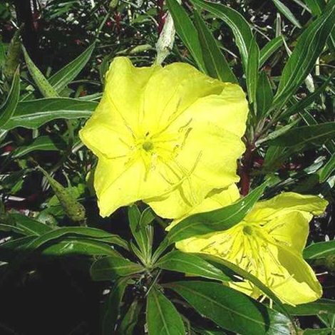 4 x Œnothère à gros fruits - Oenothera macrocarpa  - godet 9x9