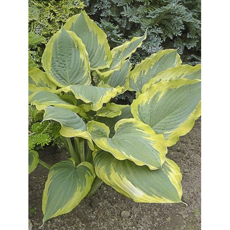 Hosta 'The King' Godet de 8/9 cm (1/3)