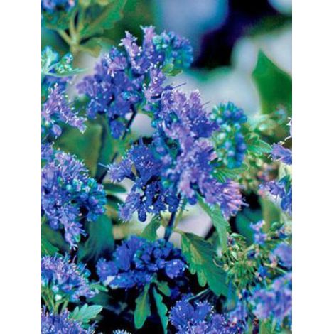 Barbe-bleue, Spirée bleue 'First Choice'® Pot de 2L/3L (1/2)