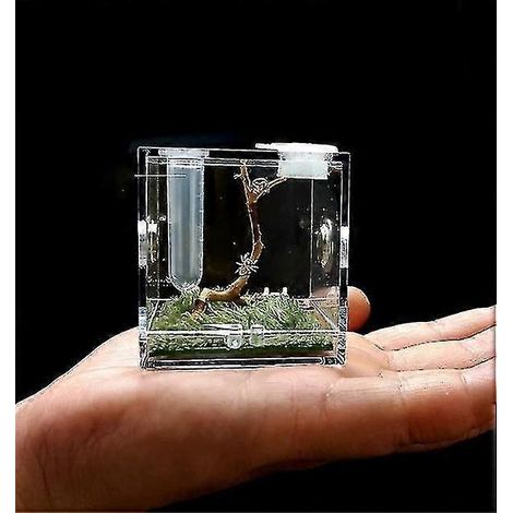 Boîte d'élevage respirante pour araignées et petits insectes, boîte d'élevage transparente en acrylique pour reptiles, Enti's Acrylic Mounting Eco Box (M) (1/5)