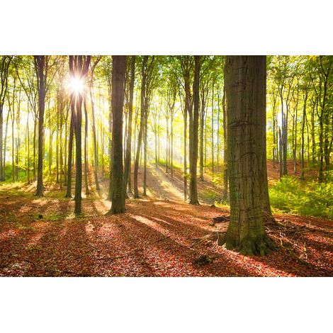 Papier peint panoramique nature marron & vert | Tapisserie panoramique forêt idéale salon | Papier peint panoramique paysage arbre pour couloir - 267 x 400 cm (4 pièces) (1/2)