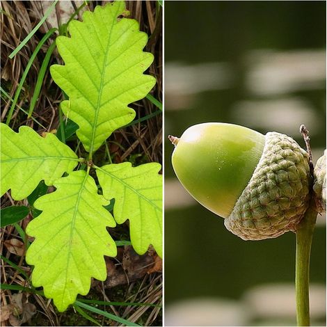 Pack de 4 Plantas de Roble Albar. Quercus Petraea