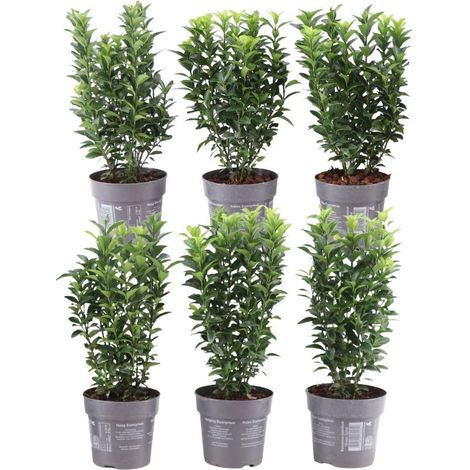 Fusain du Japon 'Green Spire' pour Haie Persistante Alternative au Buis Vert Lot de 6 Plantes - PANGIVO (1/3)