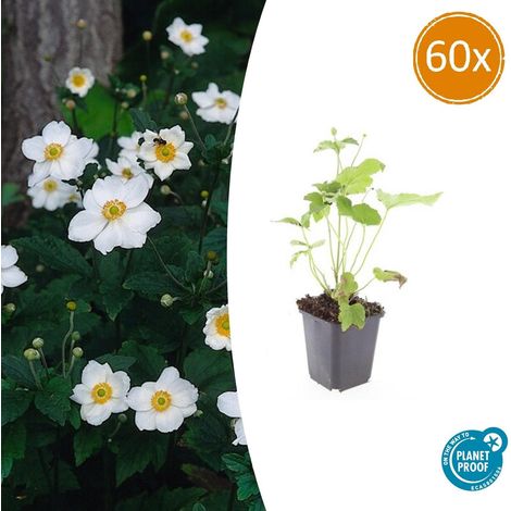 60x Anémone d'Automne 'Honorine Jobert' Fleurs Blanches Vivaces Hauteur 10-25 cm Ø9 cm - PANGIVO (1/5)