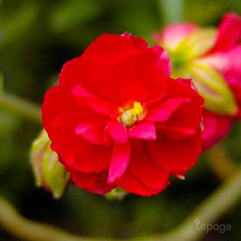 3 Hélianthèmes 'Cerise Queen' (Helianthemum)