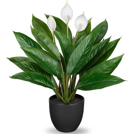 Künstliche Calathea Pflanze 43cm Grün Kunstpflanze Deko im Topf 2 (1/5)