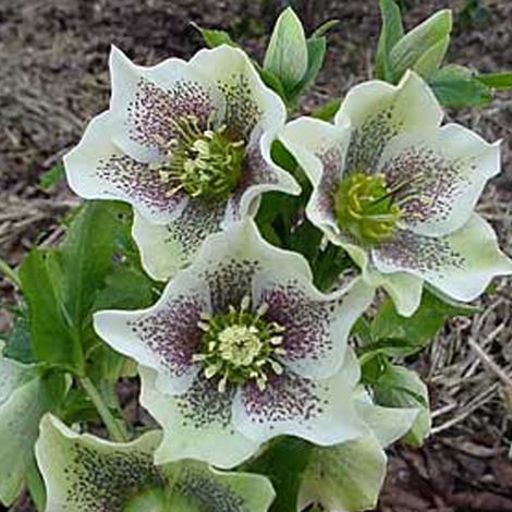 4 x Hellébore orientale 'Spotted Hybrids' - godet 9x9 cm (1/5)