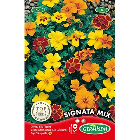 Graines Œillet d'Inde Miniature varié SIGNATA MIX (1/2)