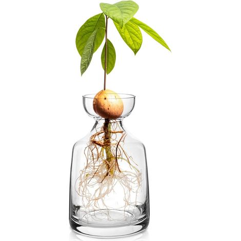 Vase en Verre pour avocatier - Kit de Culture d'avocat - Pot de Fleurs en Forme de Gland - Vase en Verre pour Maison, Table, Bureau, (1/5)