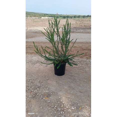 MYRTUS COMMUNIS TARENTINA (MIRTO TARENTINO) CESPUGLIO VASO 24 H.70/90 (1/4)