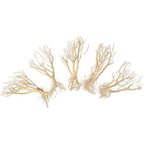 Racines de bois, tronc d'arbre naturel, bois flottant pour aquarium, décor de fond FT (1/5)