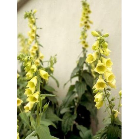 Digitale à grandes fleurs Godet de 8/9 cm (1/5)