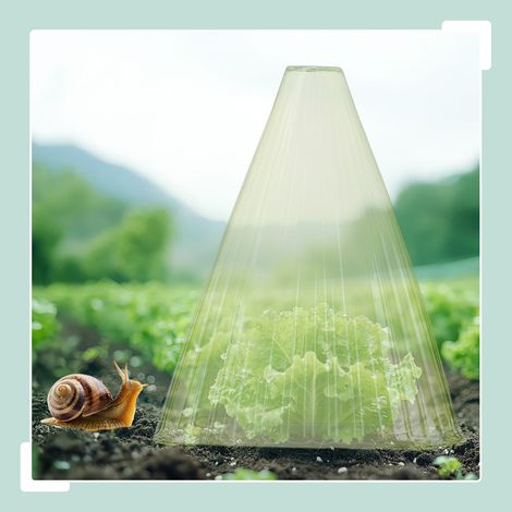 Cloches pour plantes de jardin - protege les semis des parasites