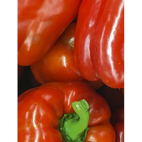 Poivron 'Quadrato d'Asti Rosso' le sachet de 30 graines (Sachet de 30 grainesg) (1/2)