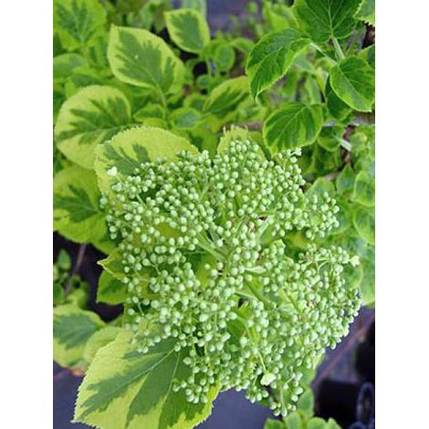 Hortensia grimpant 'Mirranda' Pot de 2L/3L (1/2)