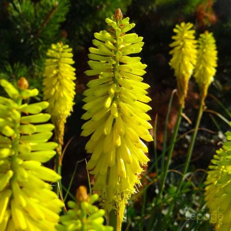 3 Tisons De Satan 'Lemon Popsicle' (Kniphofia 'Lemon Popsicle')