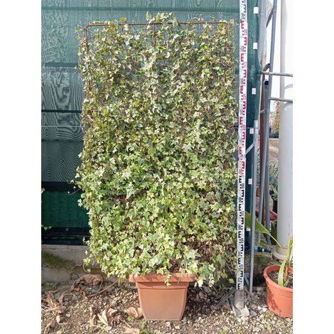 Lierre Hedera Helix Elegantissima Espalier H 200 cm Pot 40 cm Panaché (1/4)