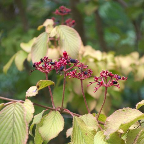 Viorne de Chine Mariesii, Viburnum/Pot de 4L - 40/60 cm