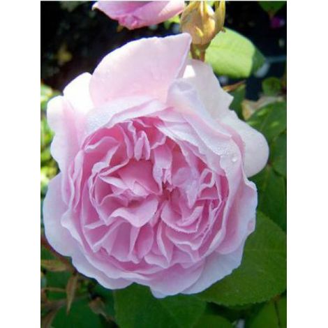 Rose des peintres 'Chapeau de Napoleon' Pot de 4L/5L (1/5)