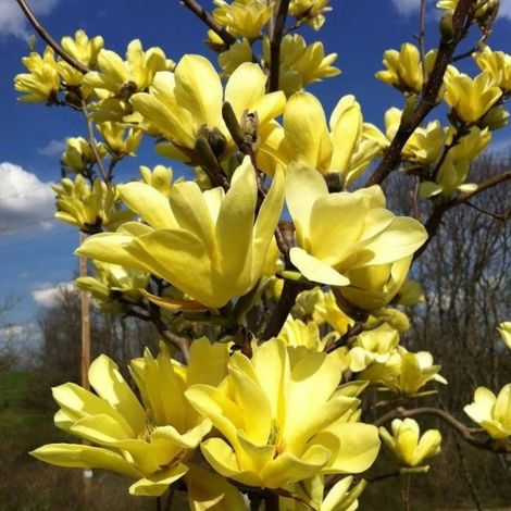 Magnolia gialla x brookynensis "Yellow Bird" pianta in vaso ø19 cm h. 60/80 cm (1/5)