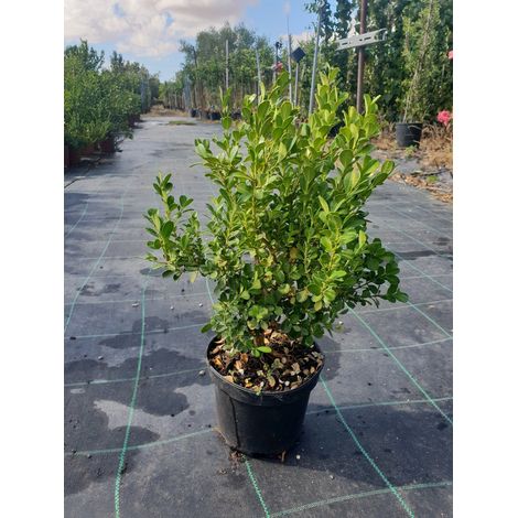 N. 10 PIANTE DI BUXUS BOSSO FAULKNER VASO CM 17 ALTEZZA 35 CM (foto reale) siepe