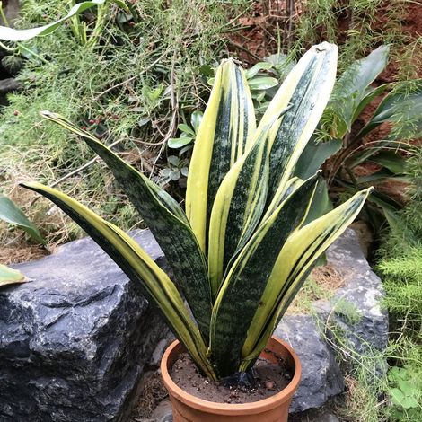 1 PIANTA DI SANSEVIERIA GOLD FLAME IN VASO 17CM DA INTERNO APPARTAMENTO LINGUA DI SUOCERA GRASSE