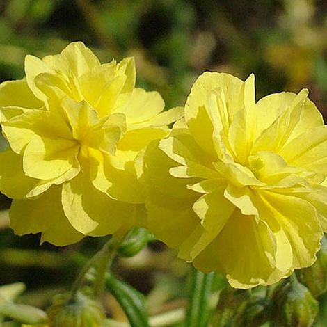 4 x Hélianthème  - Helianthemum 'Sulphureum Plenum'  - godet 9x9