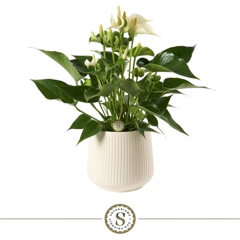 Plante d'Intérieur Anthurium White Champion avec Pot en Céramique Ø 16 cm H 40 cm - PANGIVO