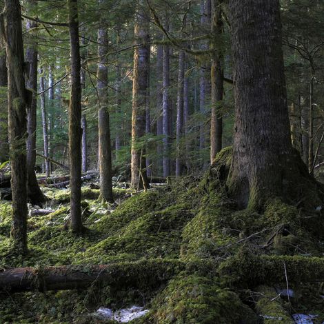 Tableau sur toile forêt naturelle 45x45 cm - Impression sur Toile Murale Décorative - Image imprimée en HD sur Toile - Toile sur Châssis en Bois FSC - Fabriqué en France