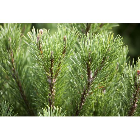 Berg-Kiefer 'Carsten's Wintergold' Pinus mugo 'Carsten's Wintergold' P 1,5 12- 15
