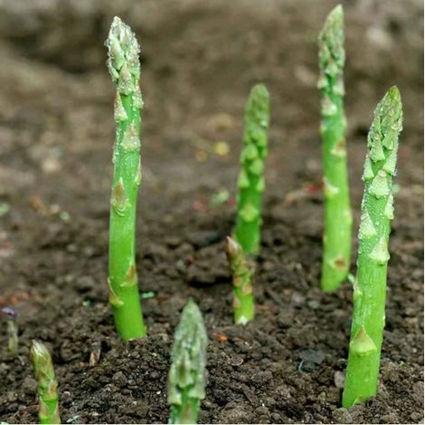 10 griffes d'asperges - Pousses fraîches cultivées à domicile, vivaces et parfaites pour les potagers (1/3)