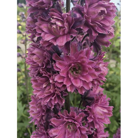Pied d'Alouette elatum 'Highlander Flamenco ' Godet de 8/9 cm