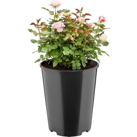 Garronda Blumentopf rund Kunststoff Ø22 x 25,5 cm (7L) mit Drainagelöchern Pflanztopf robustes PP Pflanzgefäß für Garten Gewächshaus Balkon Anzucht Innen Außenbereich Schwarz GD-0204