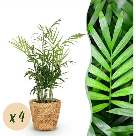 Lot de 4 Palmiers Chamaedorea elegans Plantes d'Intérieur avec Panier Vert Pot 12 cm - PANGIVO (1/5)