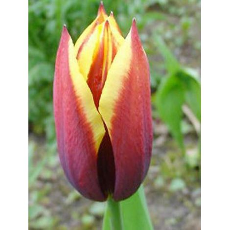 Tulipe triomphe 'Gavota' Bulbe calibre 12+ (par 10) (1/2)