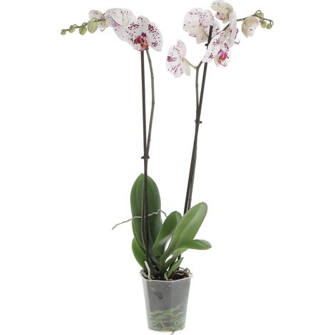 Orchidea Phalaenopsis Bicolore - Piante da Interno Vere Fiorite - H 60-70 cm Vaso Ø 12 cm (1/4)
