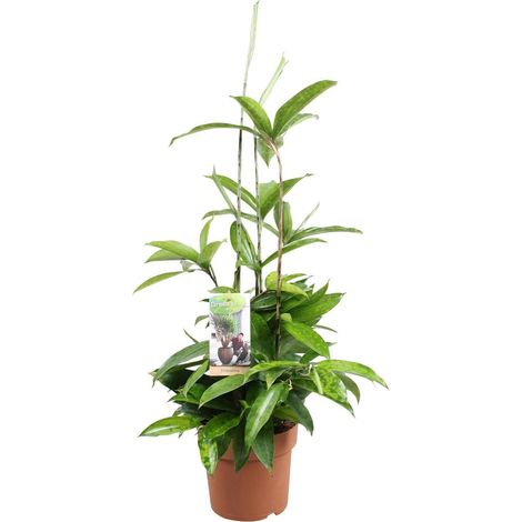 Dracaena Surculosa Plante d’Intérieur Feuillage Vert Tacheté Crème Pot 17 cm Hauteur 55 cm - PANGIVO