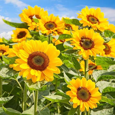 2000 Sunflower Seeds Dwarf Sunflower Easy to Plant Seasonal Sowing Perfect for Flower Gardens, Vegetable Plots & Outdoor Balconies (1/5)