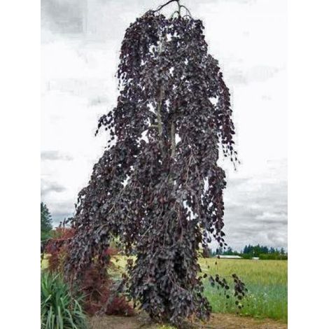 Hêtre commun 'Purple Fountain' Pot de 4L/5L (1/2)