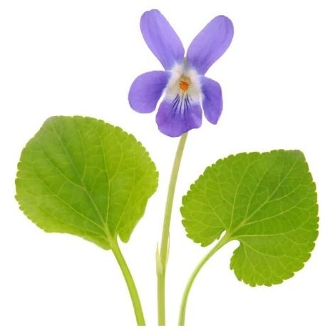 Viola Mammola 4 Stagioni DB