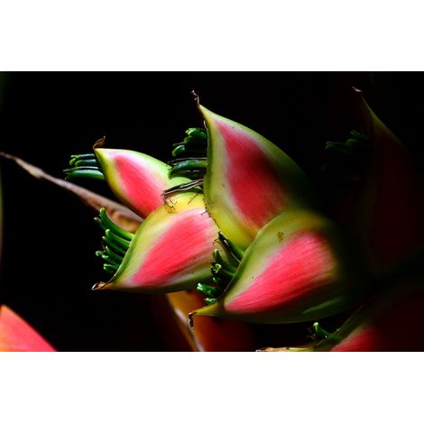 Papier peint panoramique plante tropical Tapisserie panoramique exotique fleur fond noir Papier peint panoramique pour escalier & couloir (1/2)