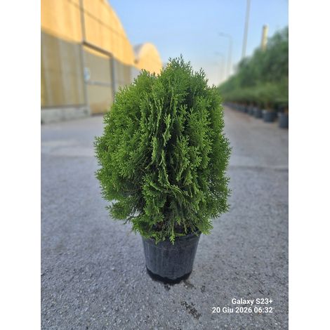 THUJA ORIENTALIS AUREA NANA VASO 24