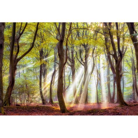 Papier peint panoramique nature ensoleillée | Tapisserie panoramique forêt idéal pour chambre | Papiers peints panoramique arbre pour salon - 270 x 400 cm (4 pièces) (1/2)