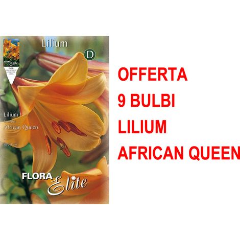 OFFERTA 9 BULBI LILIUM TRUMPET AFRICAN QUEEN BULBS BULBES